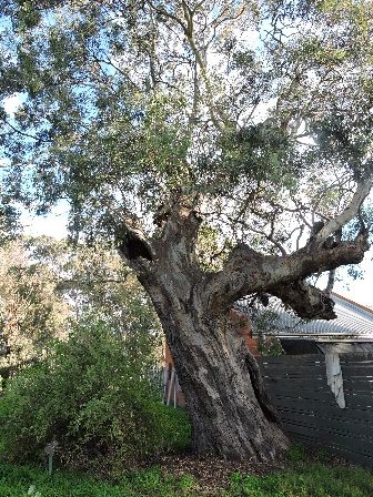 Scots Uniting Church Eucalypt tree